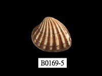 藏品(算盤蛤)的圖片